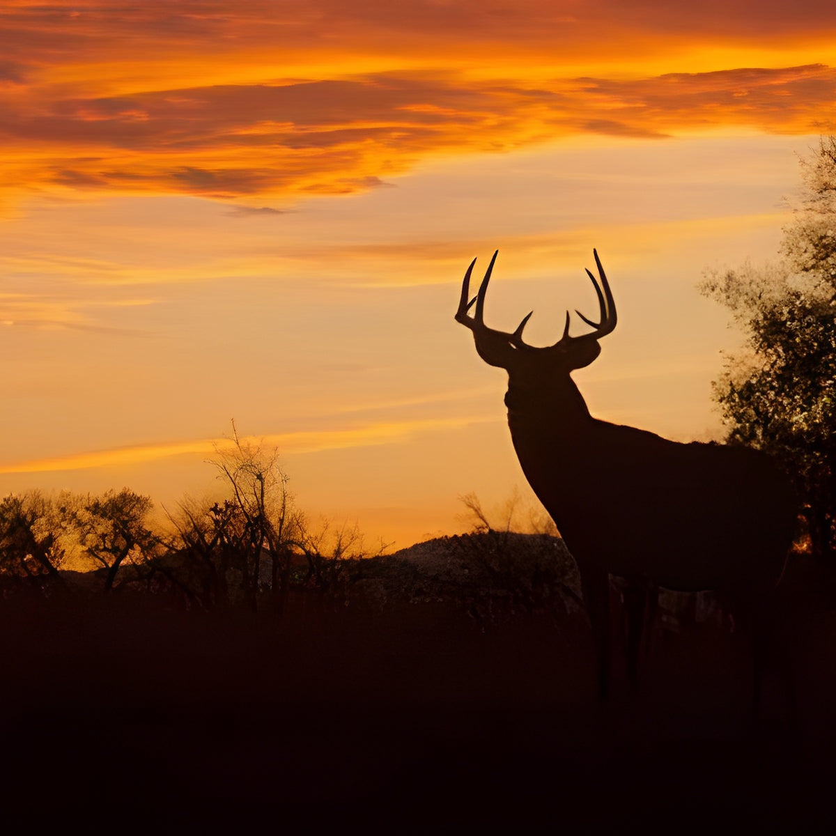AGFC Deer Season Tips for a Successful Hunt in Arkansas Rancher’s Ridge