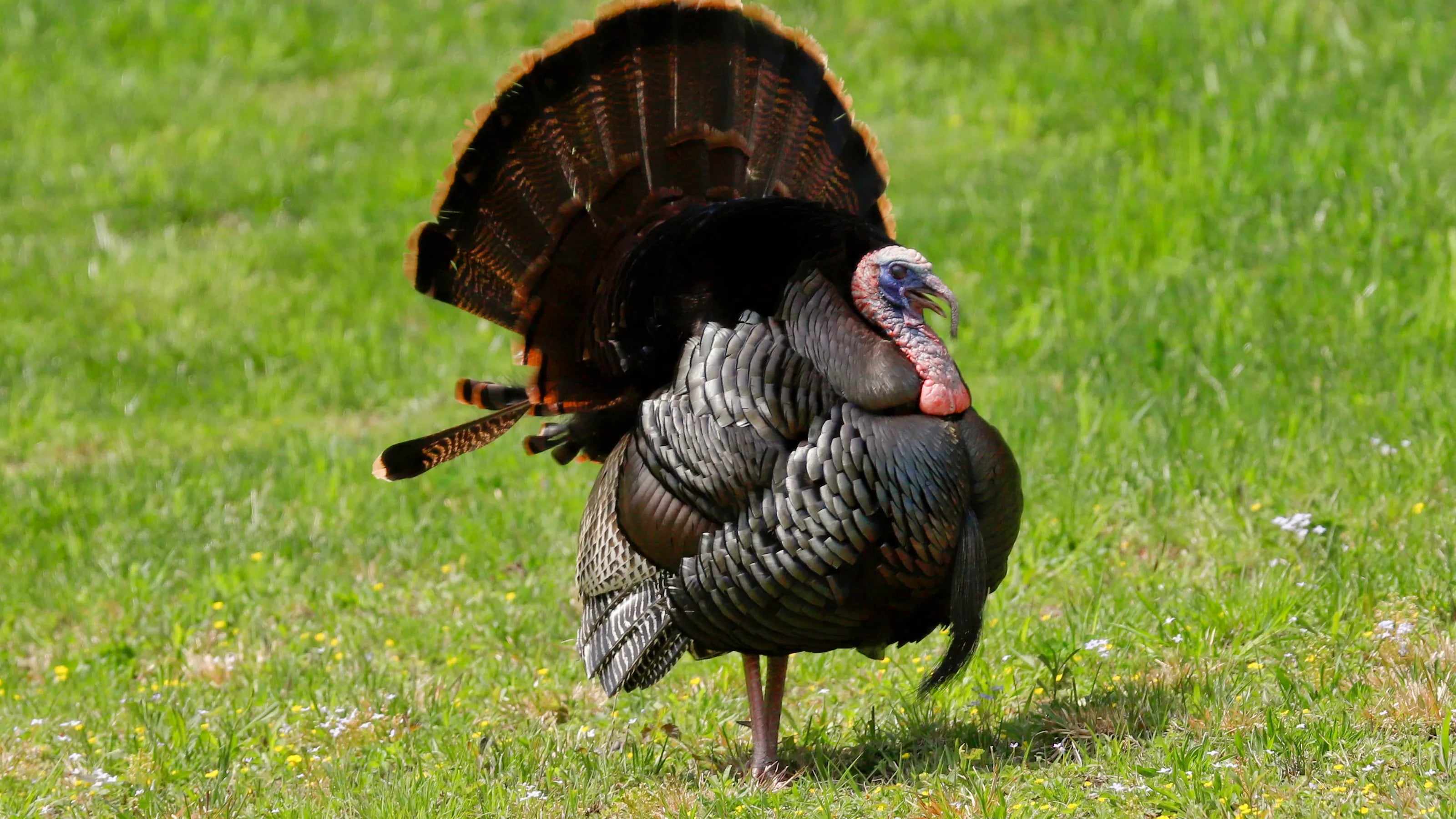 TWRA Turkey Season Exploring the Thrill of the Hunt